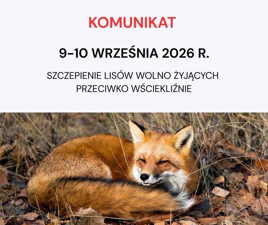 Szczepienie lisów przeciwko wściekliźnie w powiecie oleckim